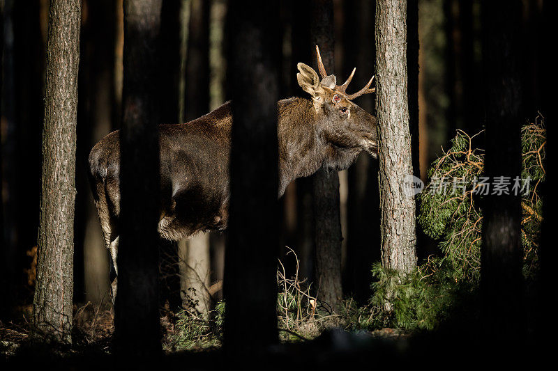 公麋(Alces Alces)。